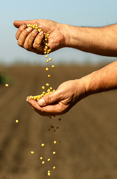 Close-up-of-senior-farmer-with-soybean-seed-in-his-hands