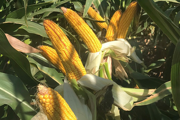 closeup of corn in a field