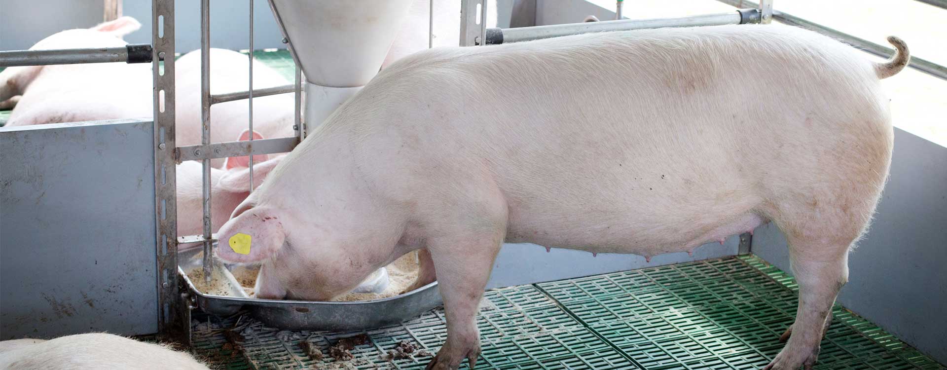 domestic-pig-eating-from-self-feeder