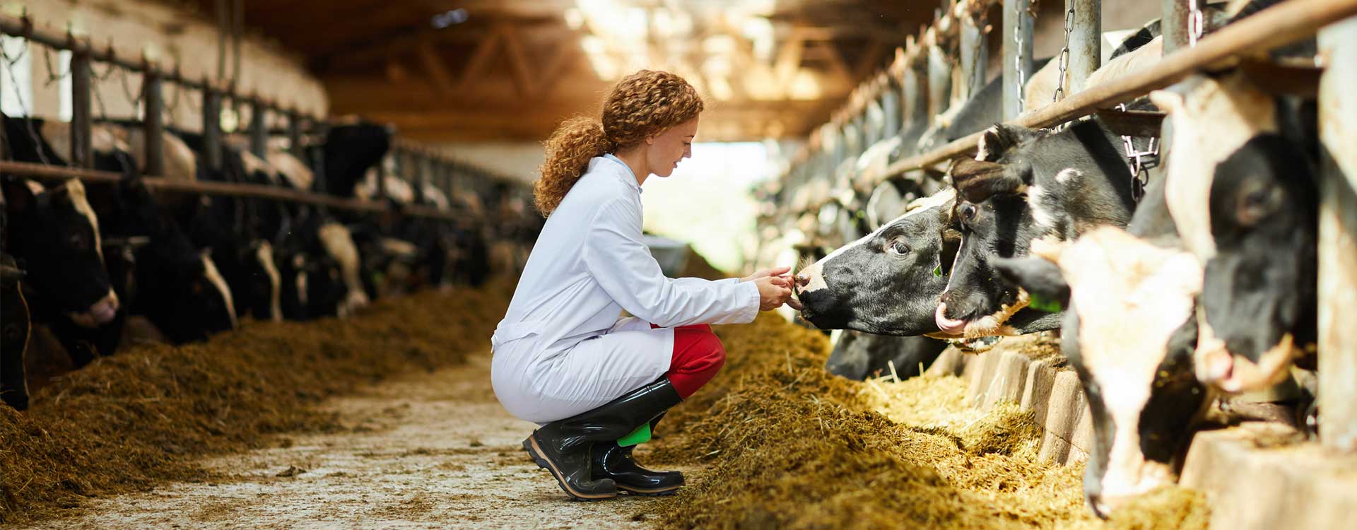 young-woman-caring-for-cows